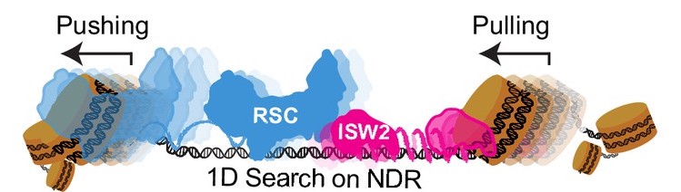 Insights into Chromatin Remodeling and Transcription Mechanisms Featured Image